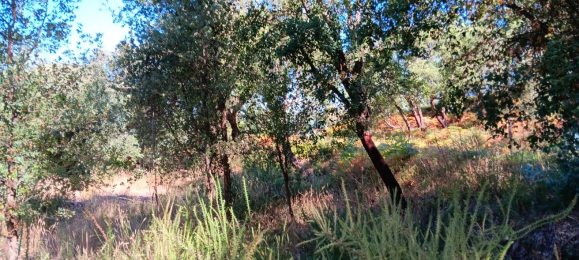 Terreno Agricola ou Rústico para Arrendamento em Amendoa Foto 18