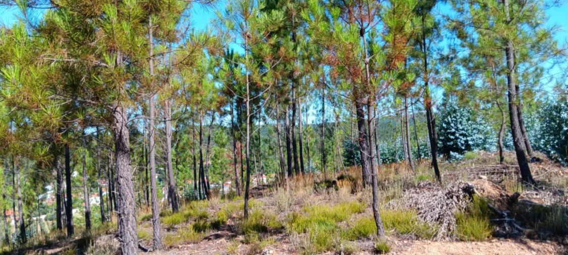 Terreno Agricola ou Rústico para Arrendamento em Amendoa Foto 21