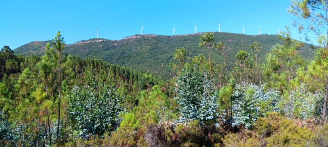 Terreno Agricola ou Rústico para Arrendamento em Amendoa Foto 24