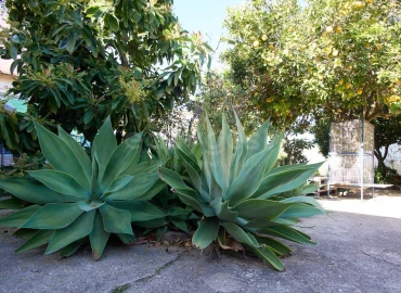 Moradia T5 para Venda em Altura