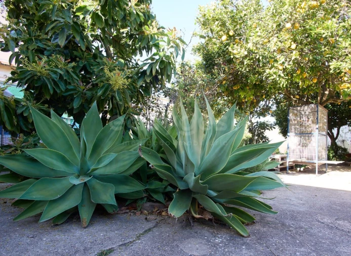 Moradia T5 para Venda em Altura Foto 29