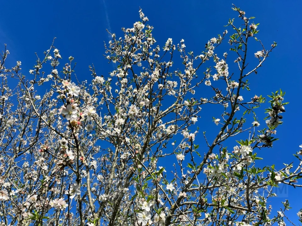 Quinta T2 para Venda em Lagos (São Sebastião e Santa Maria) Foto 22