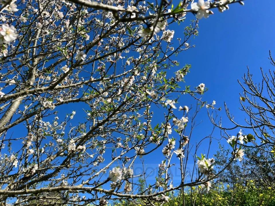 Quinta T2 para Venda em Lagos (São Sebastião e Santa Maria) Foto 24