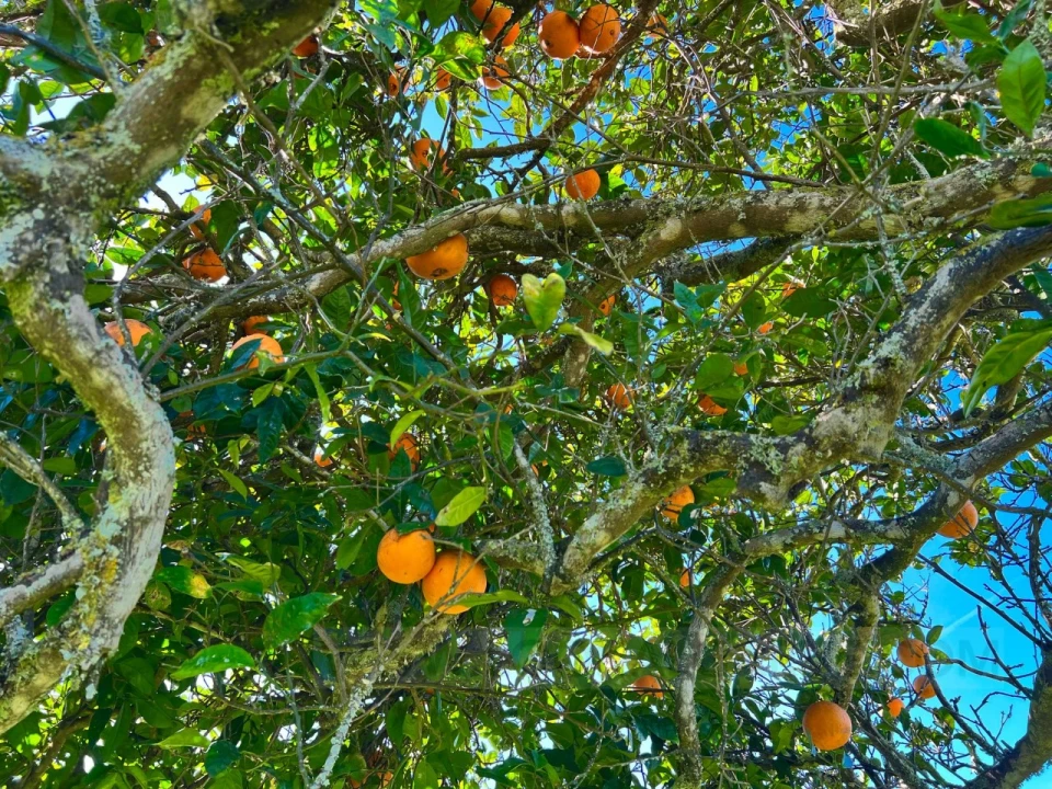 Quinta T2 para Venda em Lagos (São Sebastião e Santa Maria) Foto 29