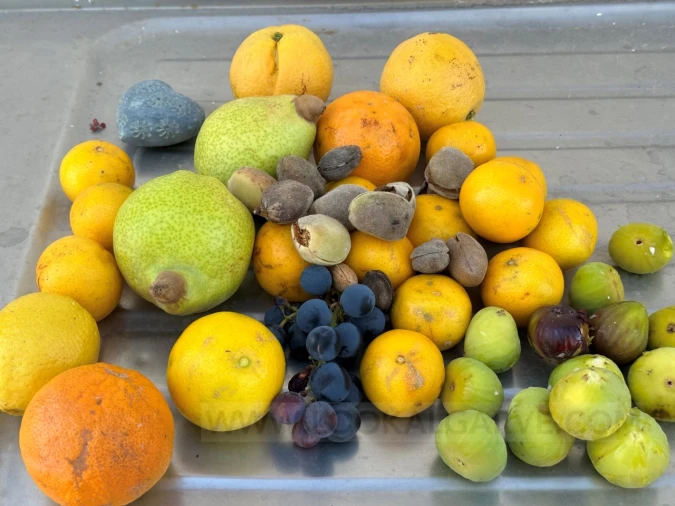 Quinta T2 para Venda em Lagos (São Sebastião e Santa Maria) Foto 13