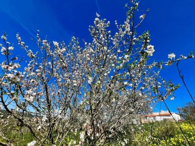 Quinta T2 para Venda em Lagos (São Sebastião e Santa Maria) Foto 23