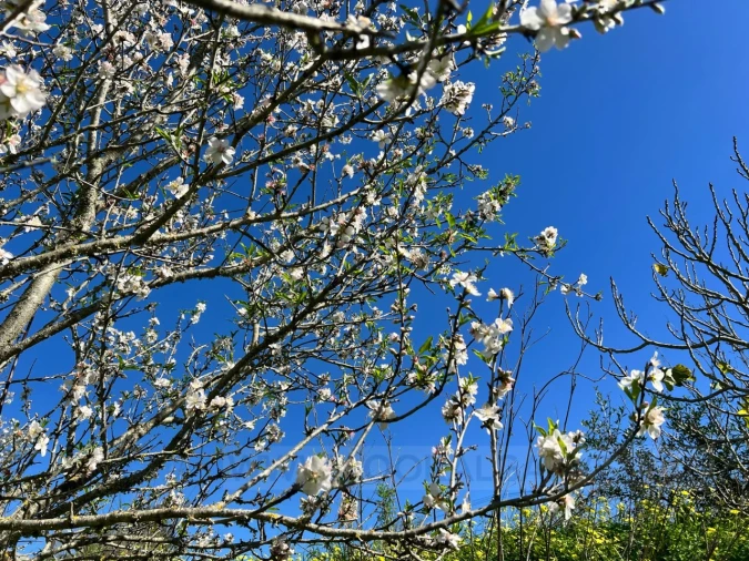 Quinta T2 para Venda em Lagos (São Sebastião e Santa Maria) Foto 24