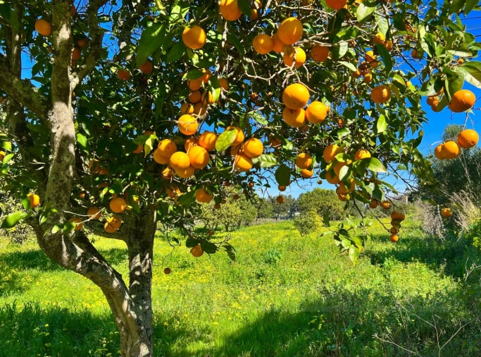 Quinta T2 para Venda em Lagos (São Sebastião e Santa Maria) Foto 27