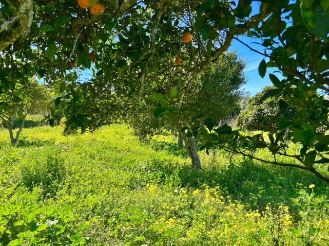 Quinta T2 para Venda em Lagos (São Sebastião e Santa Maria) Foto 33