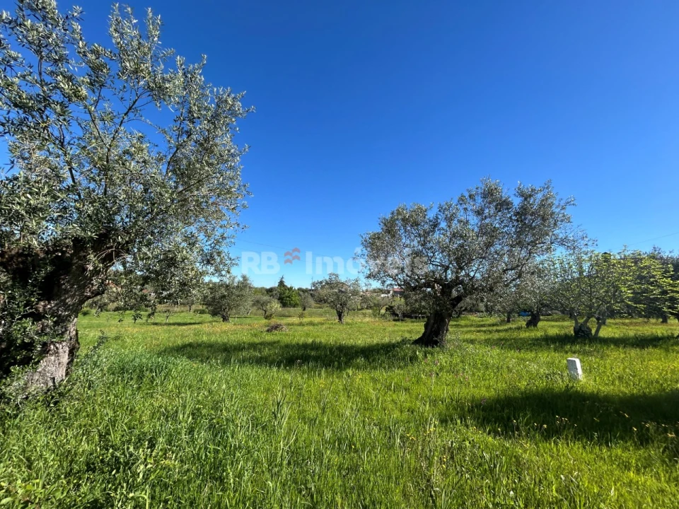 Terreno para Venda em Casais e Alviobeira Foto 19