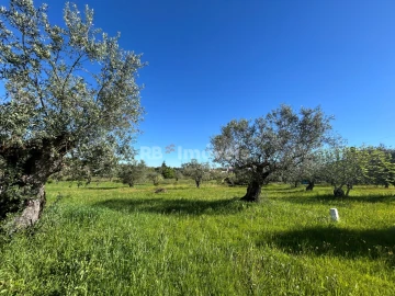 Terreno para Venda em Casais e Alviobeira
