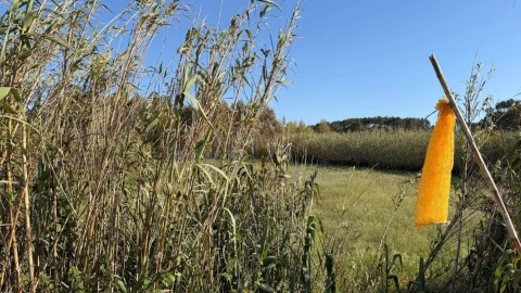 Terreno para Venda em Amoreira
