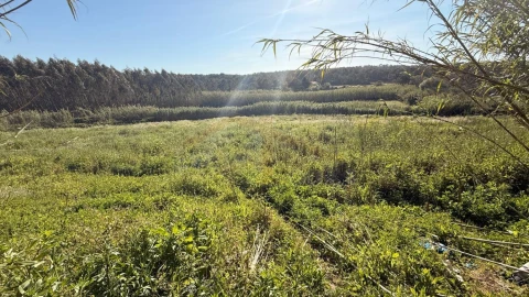 Terreno para Venda em Amoreira