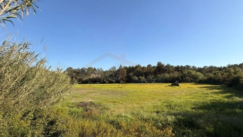 Terreno para Venda em Amoreira