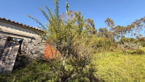 Terreno para Venda em Amoreira