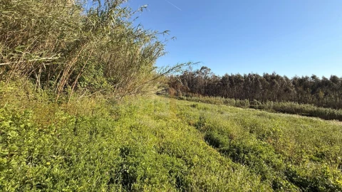 Terreno para Venda em Amoreira