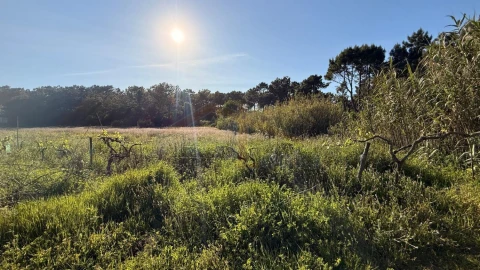 Terreno para Venda em Amoreira