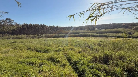 Terreno para Venda em Amoreira