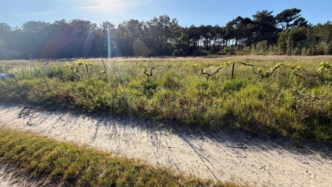 Terreno para Venda em Amoreira