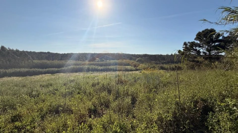 Terreno para Venda em Amoreira