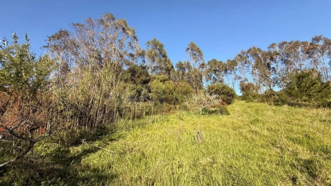 Terreno para Venda em Amoreira