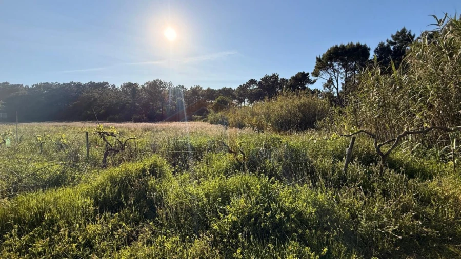 Terreno para Venda em Amoreira Foto 24