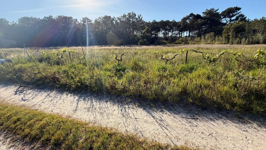 Terreno para Venda em Amoreira Foto 28
