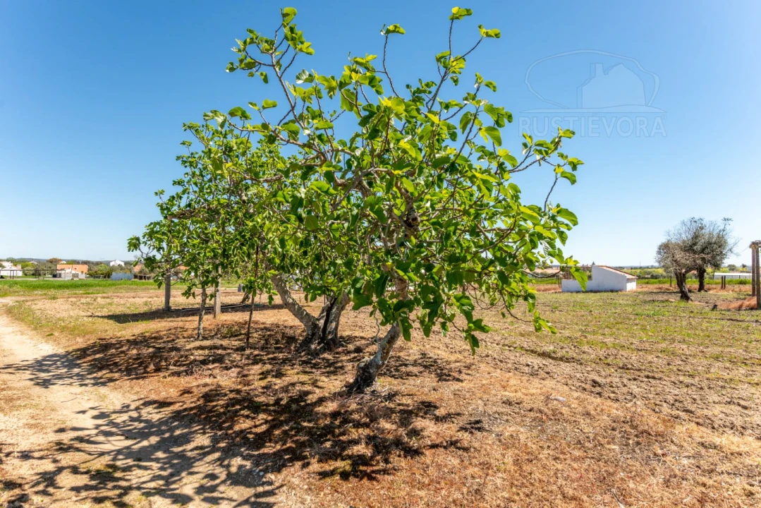 Quinta T4 para Venda em Nossa Senhora da Vila, Nossa Senhora do Bispo e Silveiras Foto 32