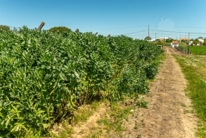 Quinta T4 para Venda em Nossa Senhora da Vila, Nossa Senhora do Bispo e Silveiras