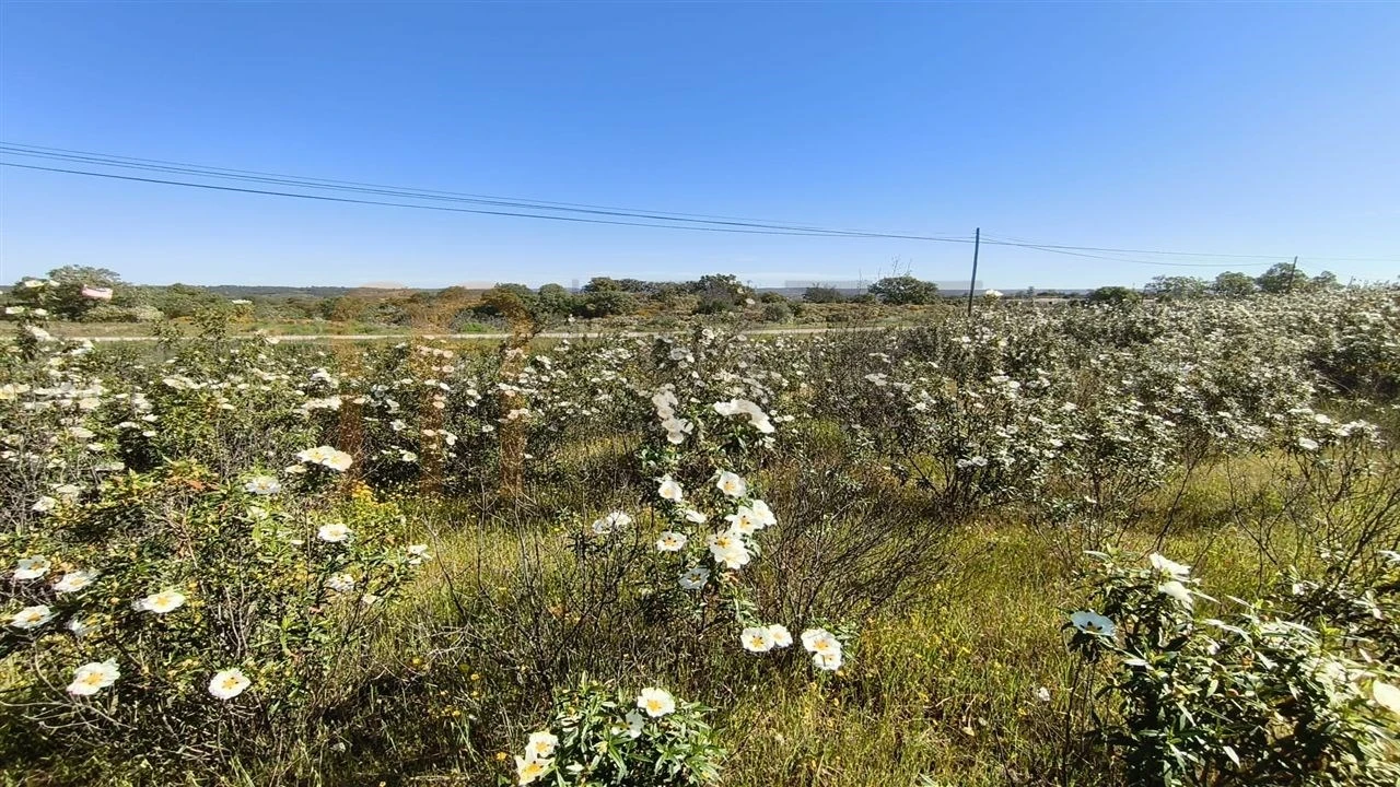 Terreno Agricola ou Rústico para Venda em Azinhal Foto 5