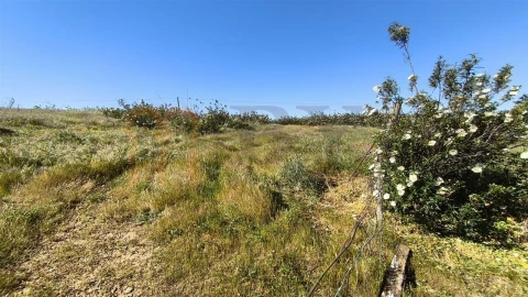 Terreno Agricola ou Rústico para Venda em Azinhal