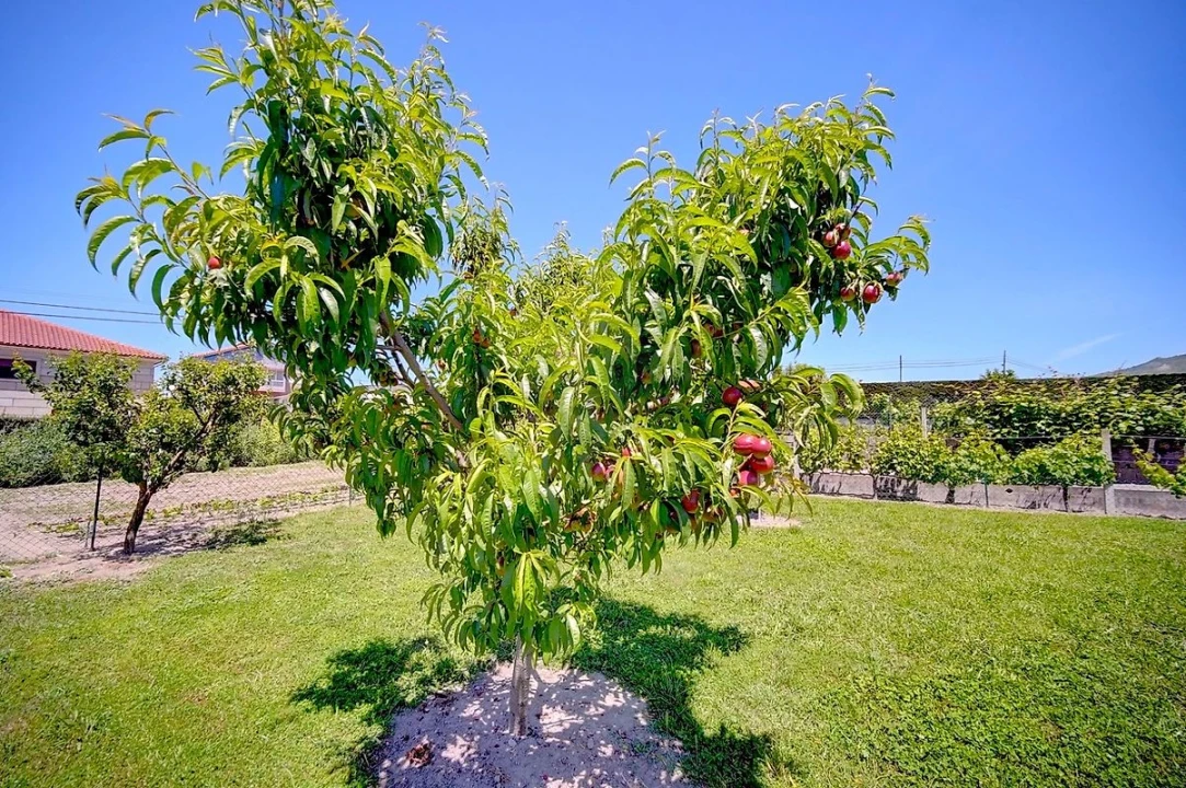 Moradia T4 para Venda em Lama de Arcos Foto 36