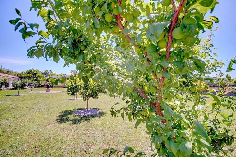 Moradia T4 para Venda em Lama de Arcos Foto 37