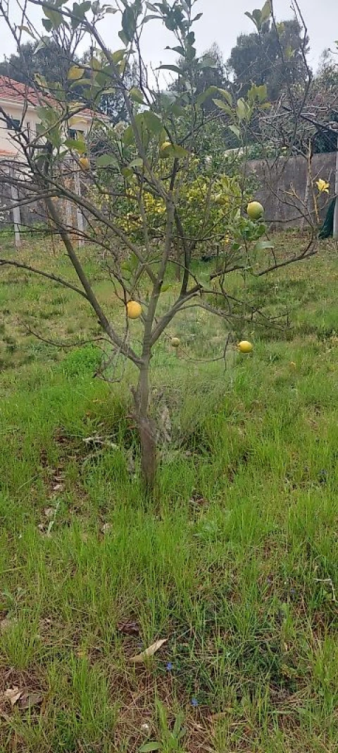 Terreno para Venda em Santa Maria da Feira, Travanca, Sanfins e Espargo
