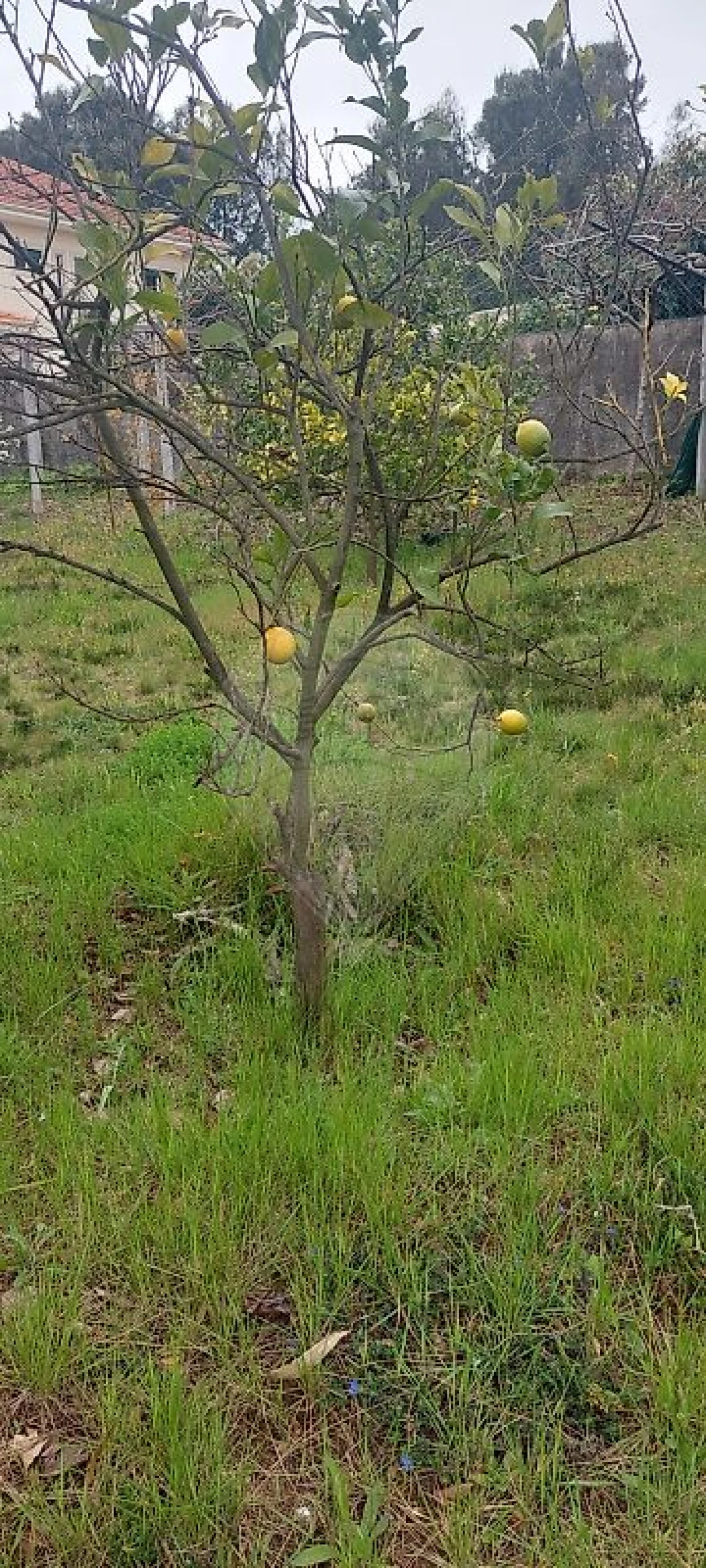 Terreno para Venda em Santa Maria da Feira, Travanca, Sanfins e Espargo Foto 1