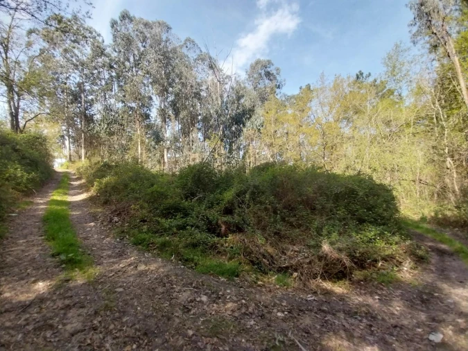 Terreno Agricola ou Rústico para Venda em Mazedo e Cortes Foto 7