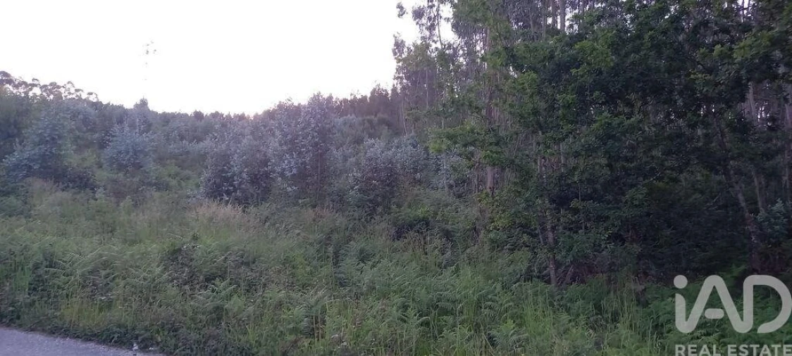 Terreno para Venda em Sande Vila Nova e Sande São Clemente Foto 3