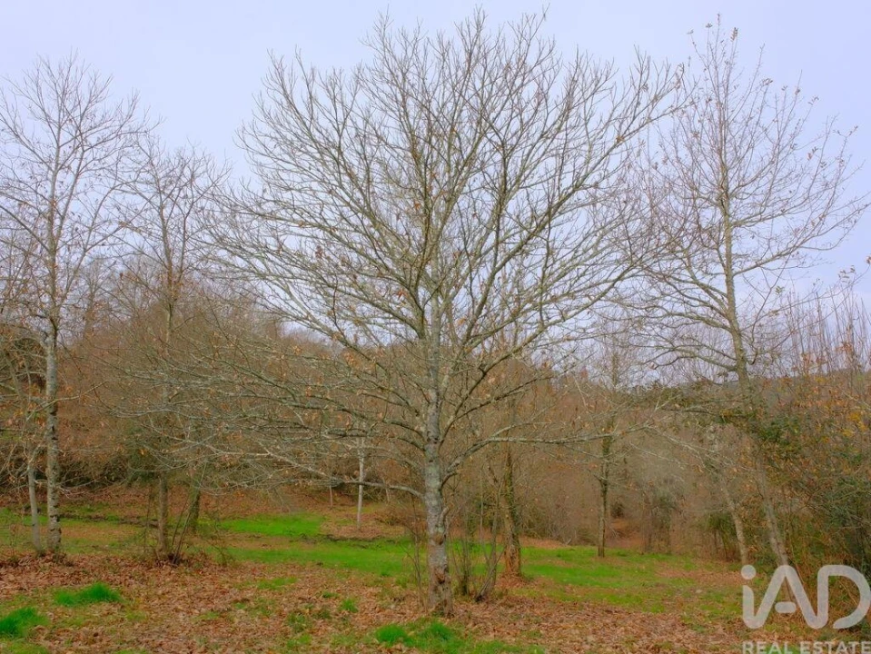 Moradia para Venda em Bordonhos Foto 13