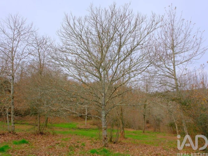 Moradia para Venda em Bordonhos Foto 13