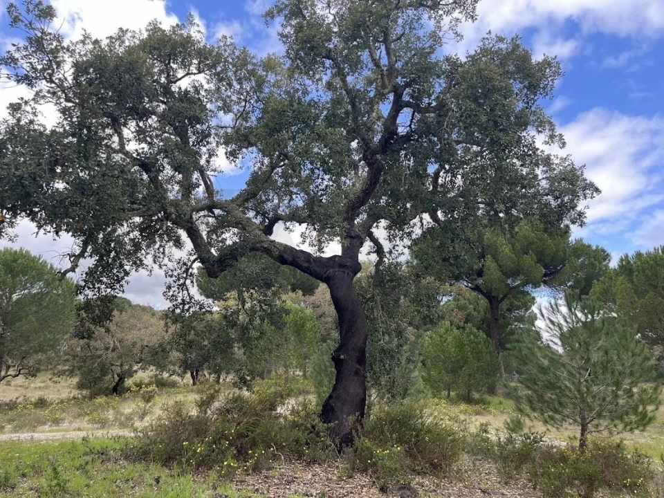 Terreno para Venda em Santo Estêvão Foto 11