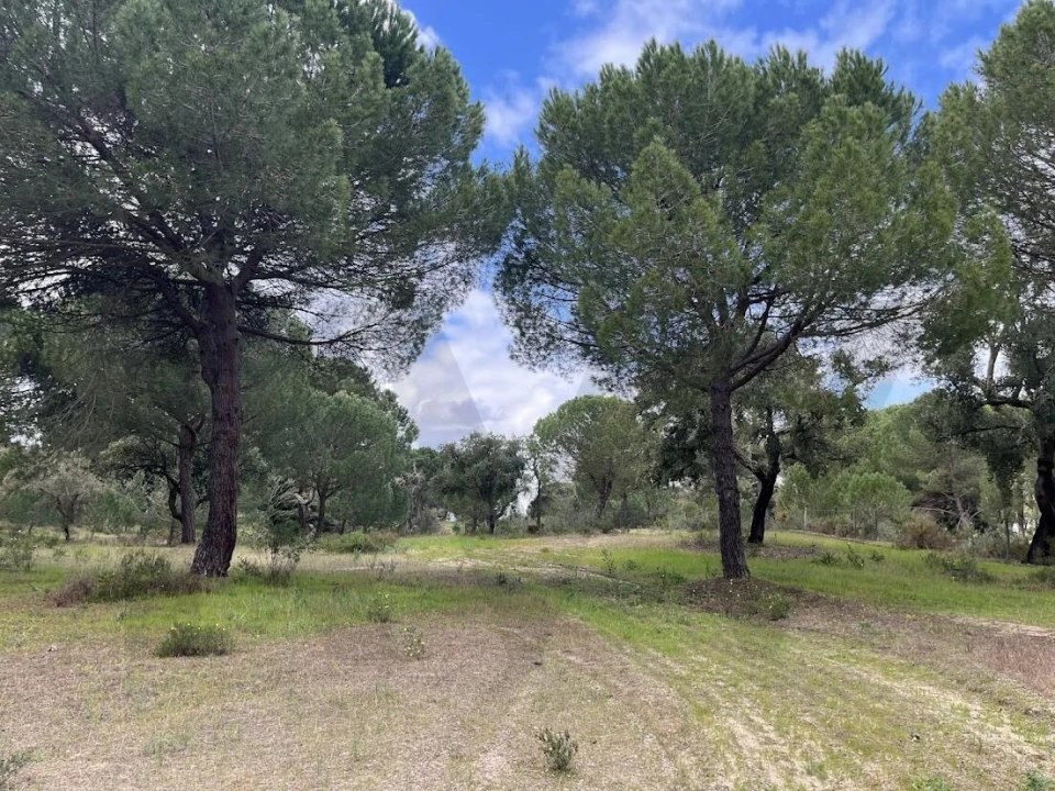 Terreno para Venda em Santo Estêvão Foto 7