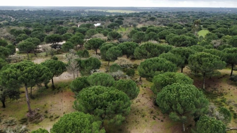 Terreno para Venda em Santo Estêvão