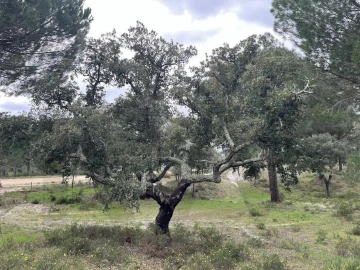 Terreno para Venda em Santo Estêvão