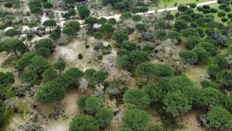 Terreno para Venda em Santo Estêvão