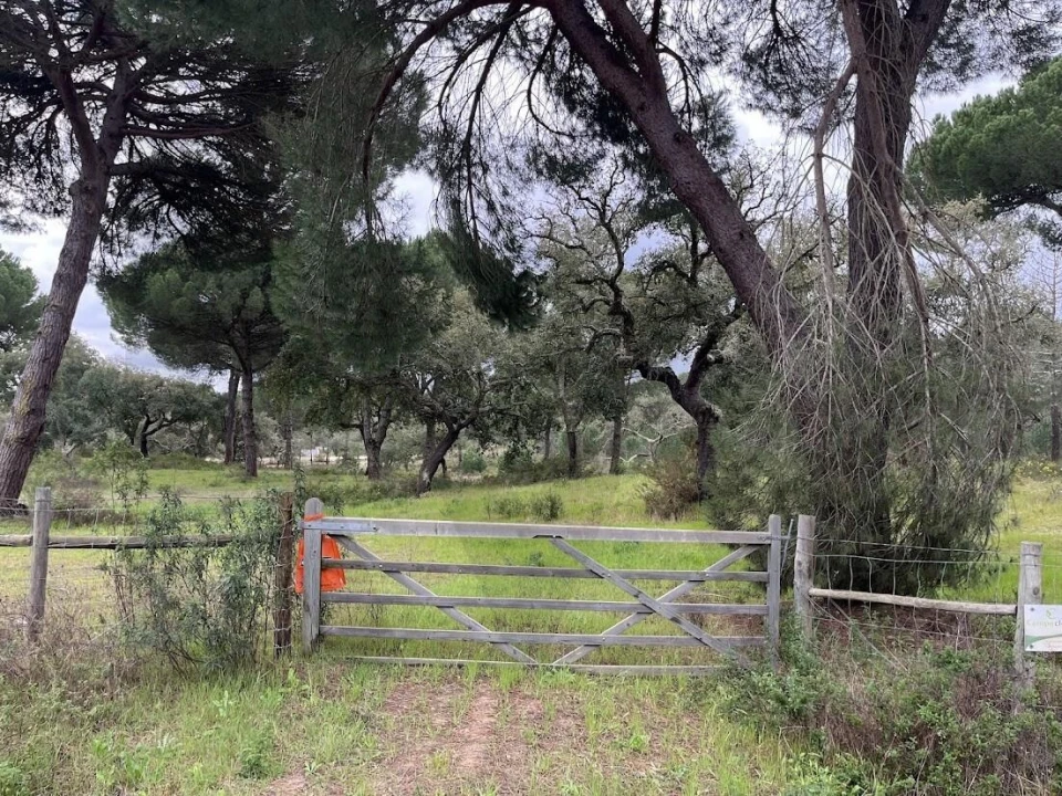 Terreno para Venda em Santo Estêvão Foto 4