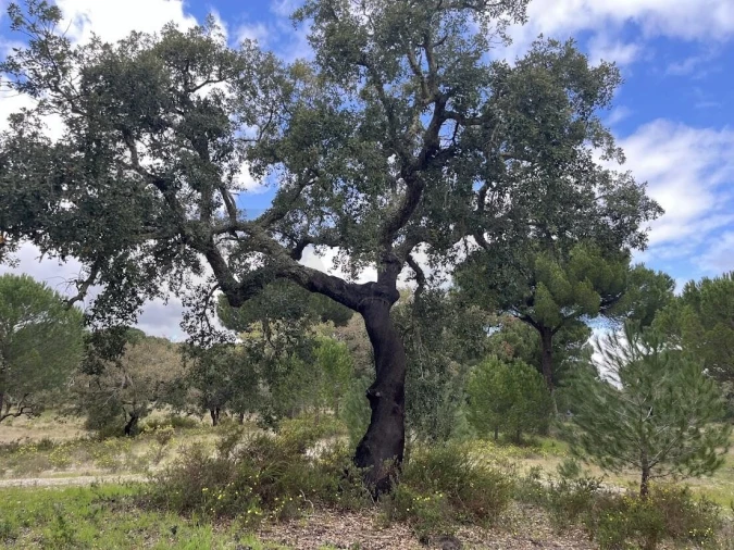 Terreno para Venda em Santo Estêvão Foto 11