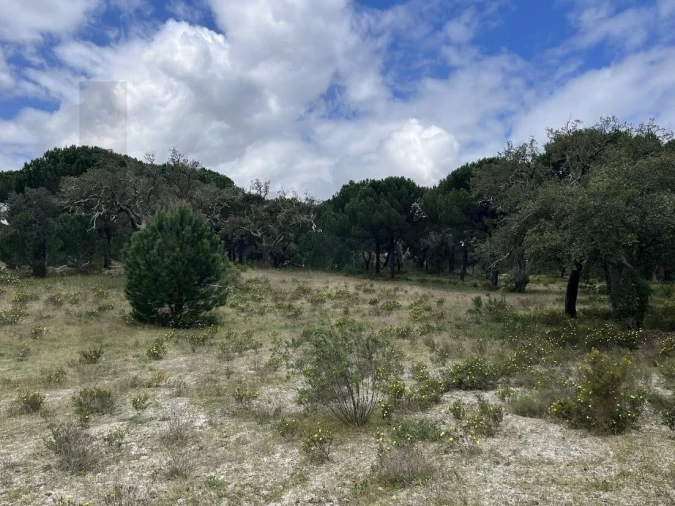 Terreno para Venda em Santo Estêvão Foto 13