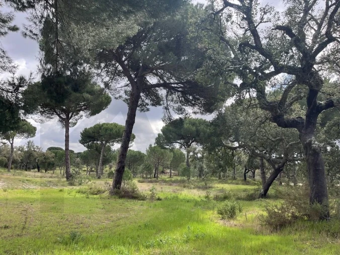 Terreno para Venda em Santo Estêvão Foto 6