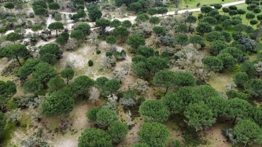 Terreno para Venda em Santo Estêvão Foto 17