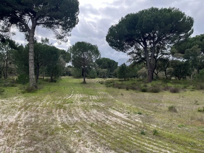 Terreno para Venda em Santo Estêvão Foto 10